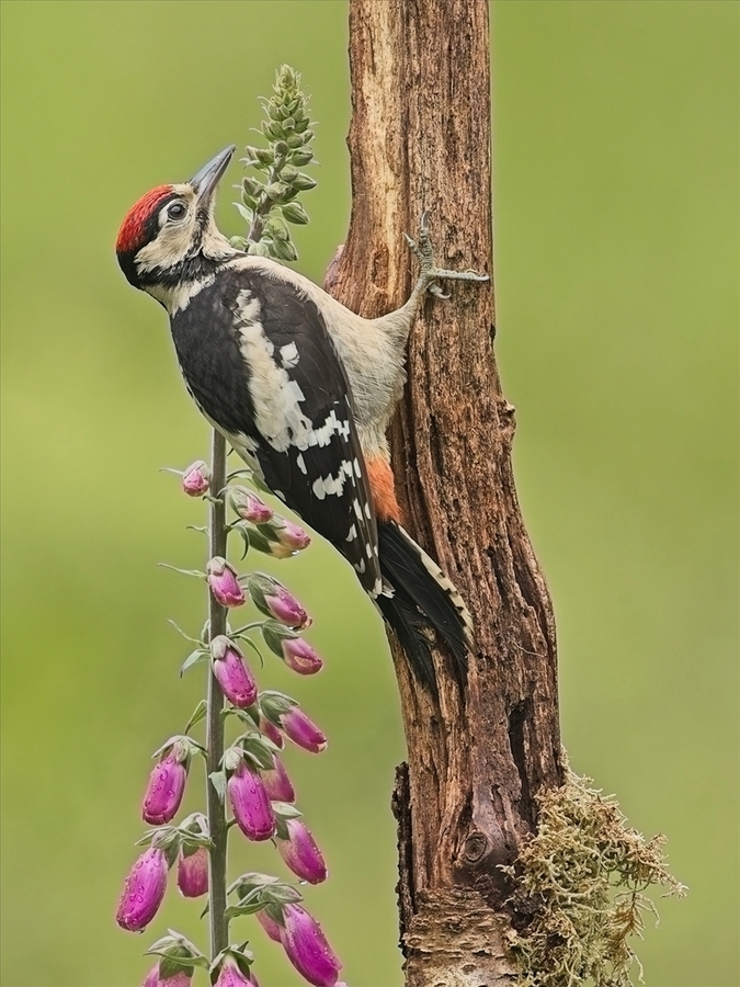 Greater Spotted Woodpecker - John Hughes